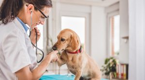 Veterinário pode ser MEI? Entenda como ter seu CNPJ